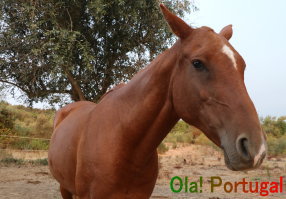 ポルトガルで乗馬体験：アライオロスのポザーダ