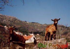 ポルトガル　山羊