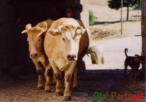 ポルトガルの牧畜風景