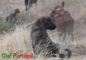 ポルトガル固有種　エストレーラ犬