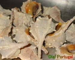 ポルトガル料理　貝
