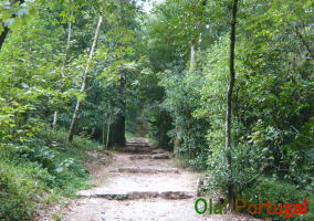 ブサコ国立公園：クルース・アルタ展望台への道