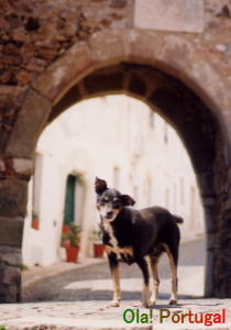 ポルトガルの犬