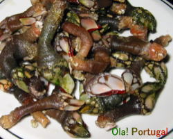 ポルトガル料理　亀の手