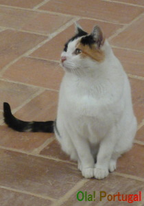 ポルトガルの動物：猫