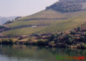 ポルトガルの世界遺産ドウロ川上流のブドウ栽培地域